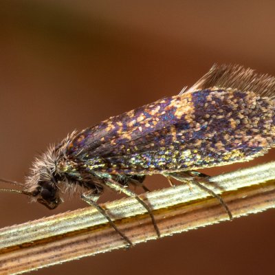 Eriocrania semipurpurella (drobnokřídlík jarní), PR Pavlovské mokřady