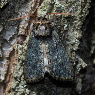 Polyploca ridens (můřice dubová), Žebětín