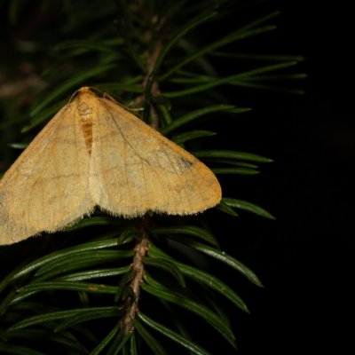 Agriopis aurantiaria (tmavoskvrnáč zlatavý), Žebětín