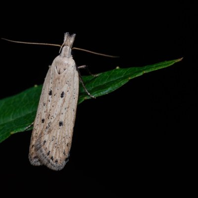 Nothris verbascella (makadlovka diviznová), Kývalka