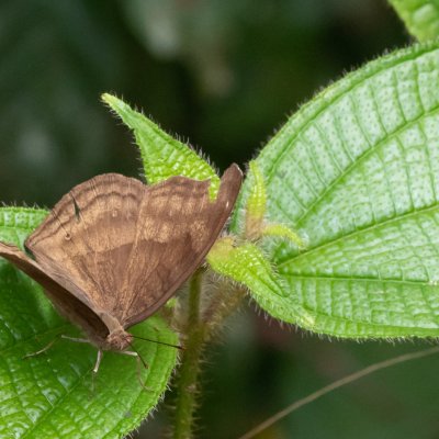 Junonia iphita (-), TH, Khao Sok