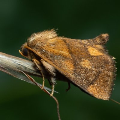 Apoda limacodes (slimákovec dubový), PP Černice