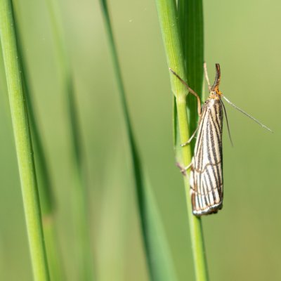 Chrysocrambus craterella (travařík stepní), Čebínský kopec