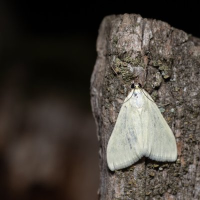 Sitochroa palealis (zavíječ zelenavý), Kývalka