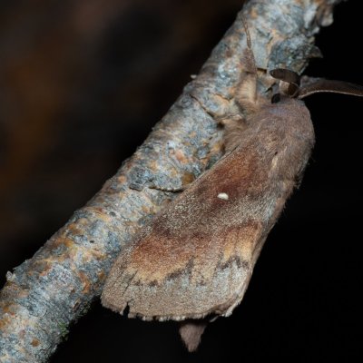 Dendrolimus pini (bourovec borový), PP Černice