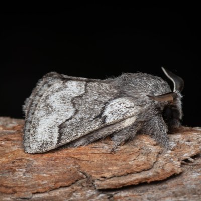 Trichiura crataegi, (bourovec hlohový), PP Černice