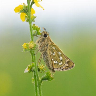 Hesperia comma (soumračník čárkovaný), Ivančice, Na vrších