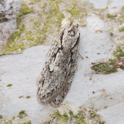 Semioscopis avellanella (plochuška lísková), Hádecká krasová plošina