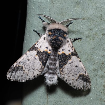Furcula bicuspis (hranostajník březový), Říčky