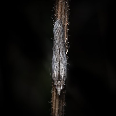 Epischnia prodromella (-), Hády