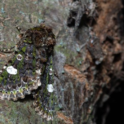 Valeria oleagina (pestroskvrnka březnová), PR Kamenný vrch