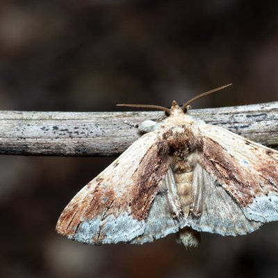 Ptilodon cucullina (hřbetozubec břekový), Březina