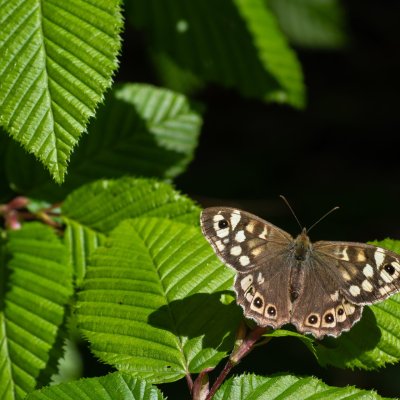 Pararge aegeria (okáč pýrový), Žebětín