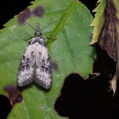 Carposina scirrhosella (-), Hády