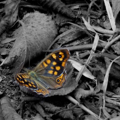 Pararge aegeria (okáč pýrový), ES, Parque Natural de la Albufera, Mallorca