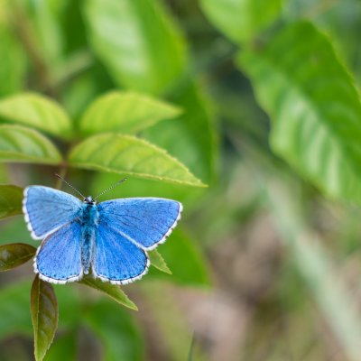 Polyommatus bellargus (modrásek jetelový), Hády