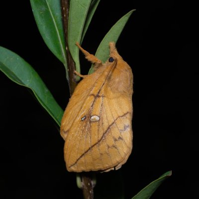 Euthrix potatoria (bourovec trávový), PP Skalky u Sedlece