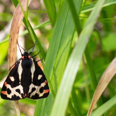 Parasemia plantaginis (přástevník jitrocelový), SK, NPR Slavkovská dolina, Tatry