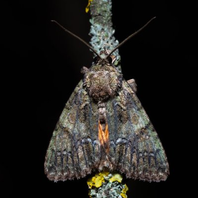 Polyphaenis sericata (blýskavka žlutokřídlá), PR Turold