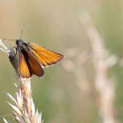 Thymelicus sylvestris (soumračník metlicový), PR Kamenný vrch