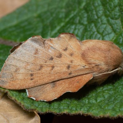 Phyllodesma tremulifolia (bourovec zejkovaný), PP Kavky