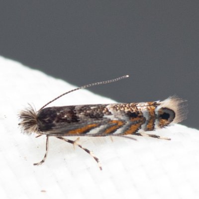 Macrosaccus robiniella (klíněnka akátová), Hády - odkaliště