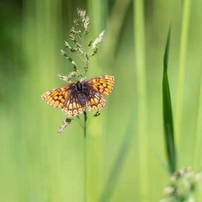 Hamearis lucina (pestrobarvec petrklíčový), PP Obůrky - Třeštěnec