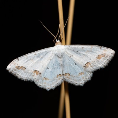 Scopula ornata (vlnopásník okrášlený), PR Kamenný vrch