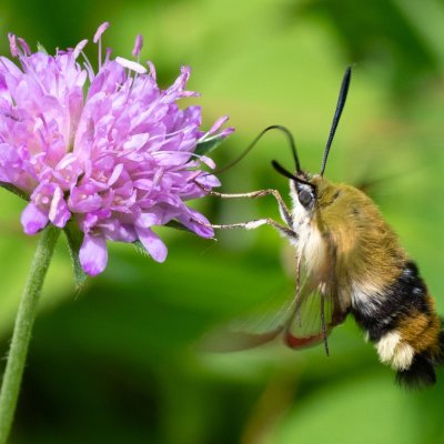 Hemaris fuciformis (dlouhozobka zimolezová), PR Údolí Říčky