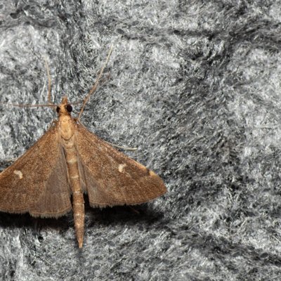 Dolicharthria punctalis (-), Kývalka