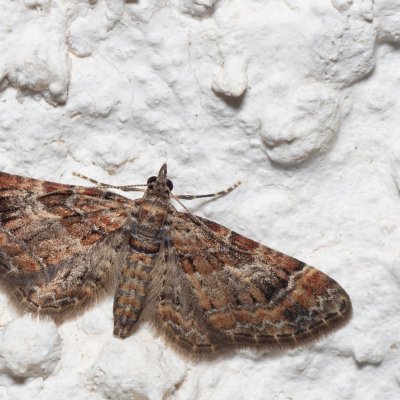 Gymnoscelis rufifasciata (píďalička zarudlá), HR, Jablanac