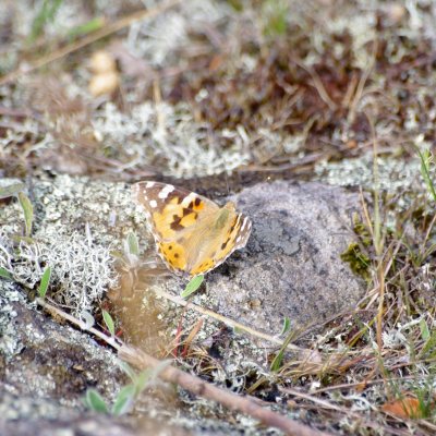 Vanessa cardui (babočka bodláková), Havranické vřesoviště