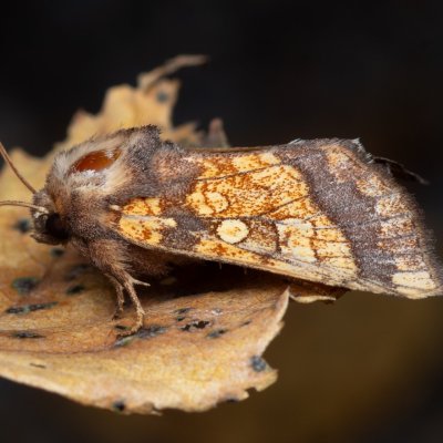 Gortyna flavago (šedavka diviznová), jeskyně Výpustek