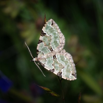 Colostygia pectinataria (píďalka zelená), NPP Na Adamcích