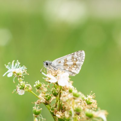 Pyrgus carthami (soumračník proskurníkový), NPR Mohelenská hadcová step