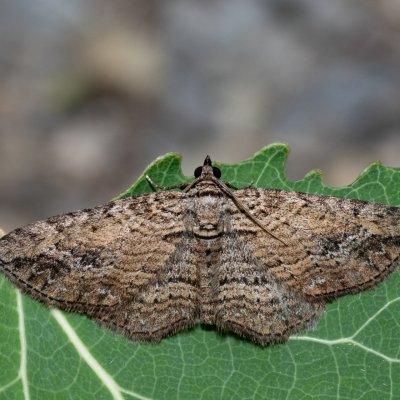 Horisme tersata (píďalka plaménková), Hády - Ruženin lom