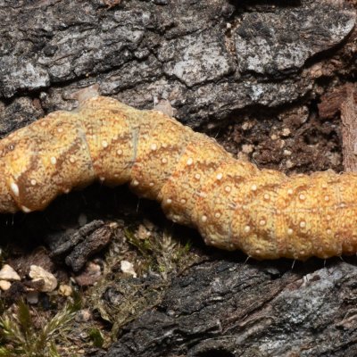 Jodia croceago (zlatokřídlec vzácný), PP Střelický les