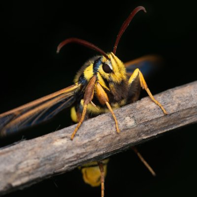 Sesia apiformis (nesytka sršňová), PR Černovický hájek