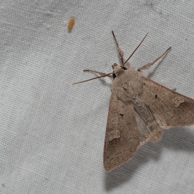 Ammoconia caecimacula (polnice šedá), NPP Na Adamcích