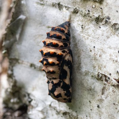 Melitaea diamina (hnědásek rozrazilový), SK, Štôla