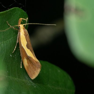 Harpella forficella (krásněnka pařezová), Žebětín