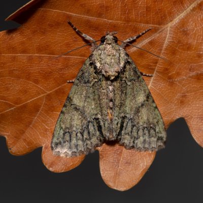 Polyphaenis sericata (blýskavka žlutokřídlá), PP Skalky u Sedlece