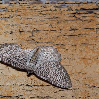 Hydria undulata (píďalka vlnkovaná), SK, Štôla