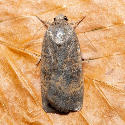 Noctua interjecta (osenice západní), Kývalka