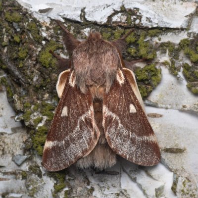 Eriogaster lanestris (bourovec březový), NPR Radostínské rašeliniště