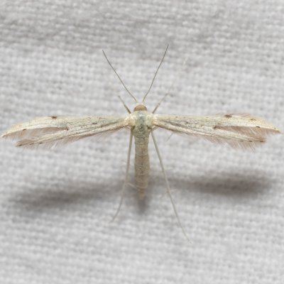 Porrittia galactodactyla (pernatuška lopuchová), Kývalka