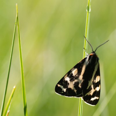Parasemia plantaginis (přástevník jitrocelový), Pohoří na Šumavě