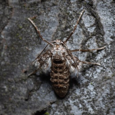 Agriopis marginaria (tmavoskvrnáč habrový), PR Kamenný vrch