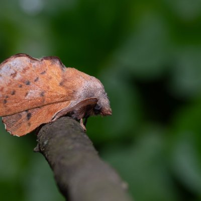 Phyllodesma tremulifolia (bourovec zejkovaný), PP Bobrava