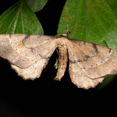 Artiora evonymaria (zejkovec brslenový), Hády - odkaliště